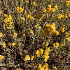 Chrysocephalum apiculatum (Common Everlasting) at Forde, ACT - 17 Jan 2021 by Jenny54
