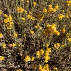 Chrysocephalum apiculatum (Common Everlasting) at Mulligans Flat - 16 Jan 2021 by Jenny54