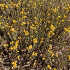 Chrysocephalum apiculatum at Forde, ACT - 17 Jan 2021