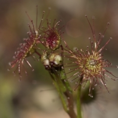 Drosera (genus) (A Sundew) at Point 610 - 28 Aug 2020 by AlisonMilton