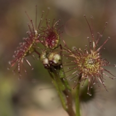 Drosera sp. (A Sundew) at Point 610 - 28 Aug 2020 by AlisonMilton