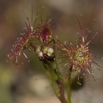 Drosera (genus) (A Sundew) at Point 610 - 28 Aug 2020 by AlisonMilton