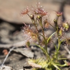 Drosera sp. at Point 610 - 28 Aug 2020