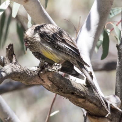 Anthochaera carunculata (Red Wattlebird) at Gossan Hill - 13 Oct 2020 by Alison Milton