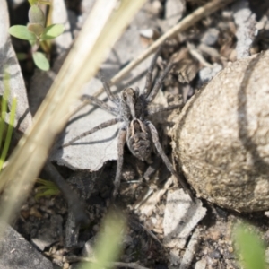 Tasmanicosa sp. (genus) at Bruce, ACT - 13 Oct 2020