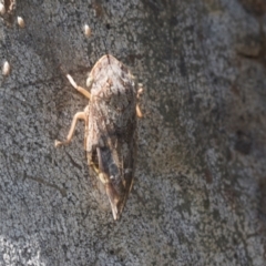 Stenocotis depressa (Leafhopper) at Higgins, ACT - 13 Jan 2021 by AlisonMilton