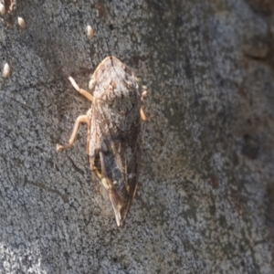 Stenocotis depressa at Higgins, ACT - 14 Jan 2021 09:08 AM