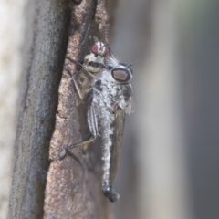 Cerdistus sp. (genus) (Yellow Slender Robber Fly) at Higgins, ACT - 15 Jan 2021 by AlisonMilton