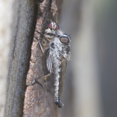 Cerdistus sp. (genus) (Yellow Slender Robber Fly) at Higgins, ACT - 15 Jan 2021 by AlisonMilton