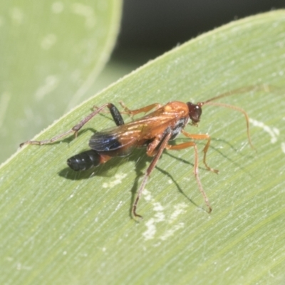 Ctenochares bicolorus (Black-tipped orange ichneumon) at Higgins, ACT - 15 Jan 2021 by AlisonMilton