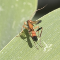 Ctenochares bicolorus at Higgins, ACT - 16 Jan 2021 08:54 AM