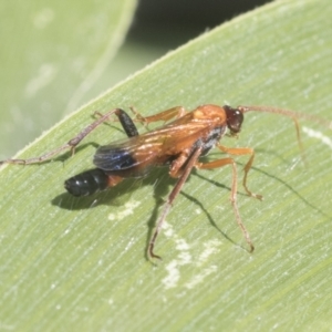 Ctenochares bicolorus at Higgins, ACT - 16 Jan 2021 08:54 AM