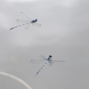 Austrolestes leda at Phillip, ACT - 8 Sep 2020