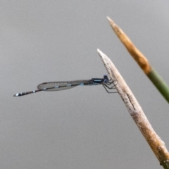 Austrolestes leda at Phillip, ACT - 8 Sep 2020