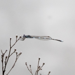 Austrolestes leda at Phillip, ACT - 8 Sep 2020