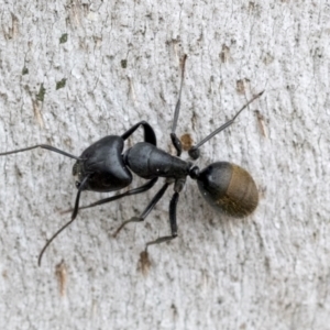 Camponotus aeneopilosus at Phillip, ACT - 8 Sep 2020 01:15 PM