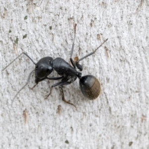 Camponotus aeneopilosus at Phillip, ACT - 8 Sep 2020 01:15 PM