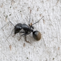 Camponotus aeneopilosus at Phillip, ACT - 8 Sep 2020