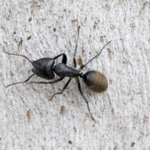 Camponotus aeneopilosus at Phillip, ACT - 8 Sep 2020 01:15 PM