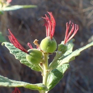 Adriana tomentosa var. tomentosa at Stromlo, ACT - 17 Jan 2021