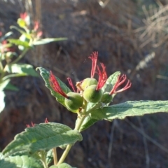 Adriana tomentosa var. tomentosa at Stromlo, ACT - 17 Jan 2021