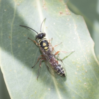 Tiphiidae (family) (Unidentified Smooth flower wasp) at The Pinnacle - 12 Jan 2021 by AlisonMilton