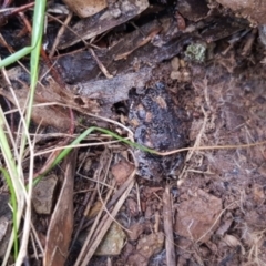 Uperoleia laevigata (Smooth Toadlet) at Majura, ACT - 20 Sep 2020 by MAX