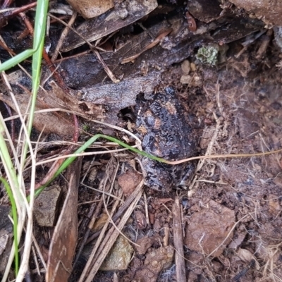 Uperoleia laevigata (Smooth Toadlet) at Mount Majura - 20 Sep 2020 by MAX