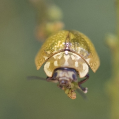 Paropsisterna cloelia (Eucalyptus variegated beetle) at Weetangera, ACT - 12 Jan 2021 by AlisonMilton