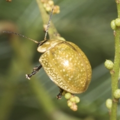 Paropsisterna cloelia at Weetangera, ACT - 12 Jan 2021 12:10 PM