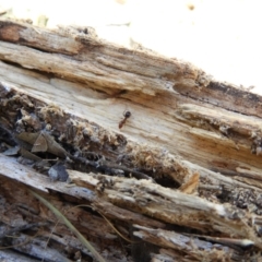 Papyrius nitidus (Shining Coconut Ant) at Mount Taylor - 16 Jan 2021 by MatthewFrawley