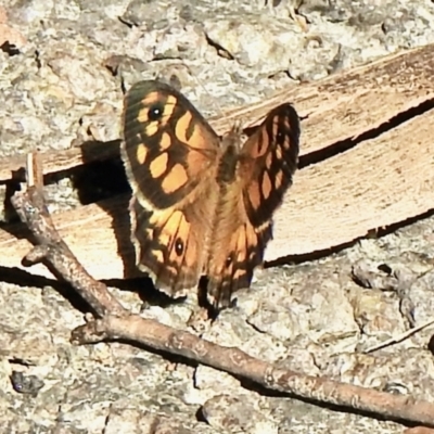 Geitoneura klugii (Marbled Xenica) at Tidbinbilla Nature Reserve - 16 Jan 2021 by KMcCue