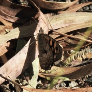 Geitoneura klugii at Paddys River, ACT - 16 Jan 2021