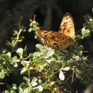 Geitoneura acantha at Paddys River, ACT - 16 Jan 2021