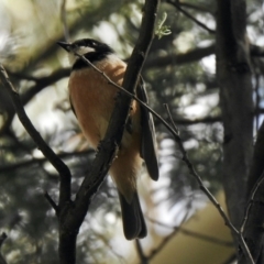 Pachycephala rufiventris (Rufous Whistler) at Tidbinbilla Nature Reserve - 16 Jan 2021 by KMcCue