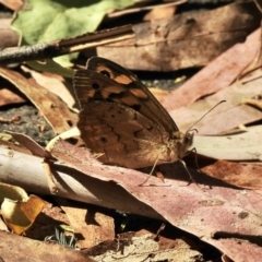 Heteronympha merope (Common Brown Butterfly) at Paddys River, ACT - 16 Jan 2021 by KMcCue