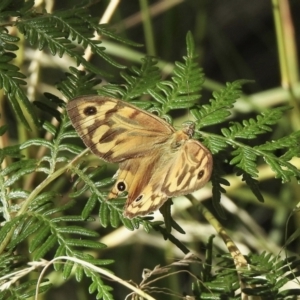 Heteronympha merope at Paddys River, ACT - 16 Jan 2021 03:42 PM