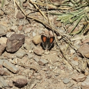 Lucia limbaria at Holt, ACT - 16 Jan 2021 11:00 AM