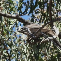 Philemon corniculatus (Noisy Friarbird) at Holt, ACT - 16 Jan 2021 by KMcCue