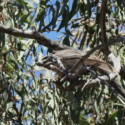 Philemon corniculatus (Noisy Friarbird) at Aranda Bushland - 15 Jan 2021 by KMcCue
