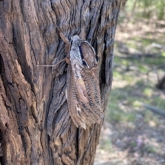 Endoxyla encalypti (Wattle Goat Moth) at Queanbeyan East, NSW - 17 Jan 2021 by EmilySR