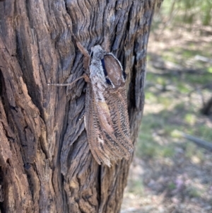 Endoxyla encalypti at Queanbeyan East, NSW - 17 Jan 2021