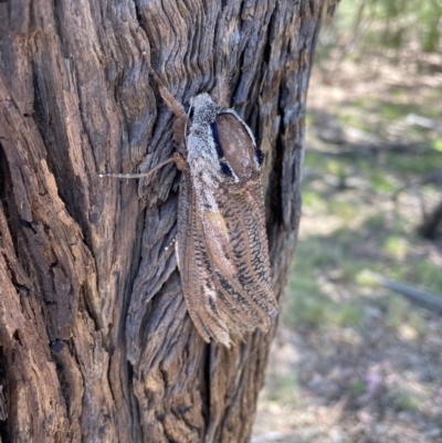 Endoxyla encalypti (Wattle Goat Moth) at QPRC LGA - 17 Jan 2021 by EmilySR