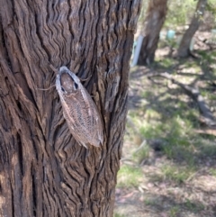 Endoxyla encalypti at Queanbeyan East, NSW - 17 Jan 2021