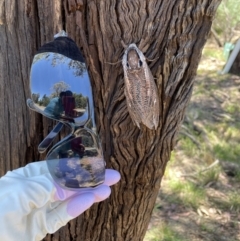 Endoxyla encalypti at Queanbeyan East, NSW - 17 Jan 2021