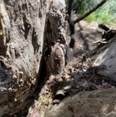 Endoxyla encalypti at Queanbeyan East, NSW - 17 Jan 2021