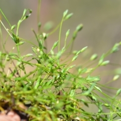 Moenchia erecta (Erect Chickweed) at Wamboin, NSW - 3 Nov 2020 by natureguy