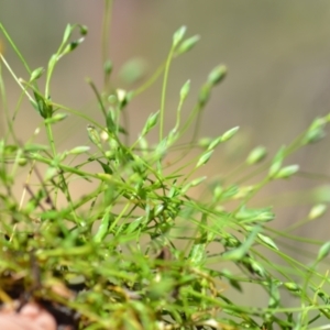 Moenchia erecta at Wamboin, NSW - 3 Nov 2020 12:41 PM