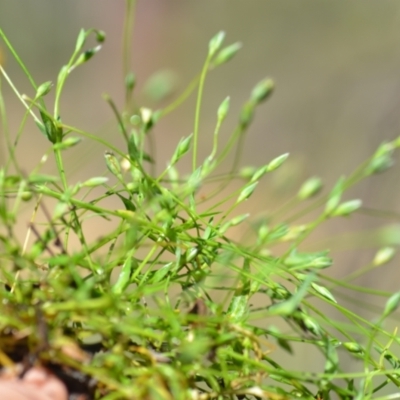 Moenchia erecta (Erect Chickweed) at Wamboin, NSW - 3 Nov 2020 by natureguy