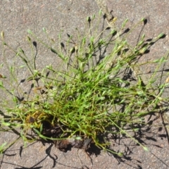 Moenchia erecta at Wamboin, NSW - 3 Nov 2020 12:41 PM